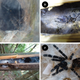 Examples of the bamboo-nesting tarantulas.